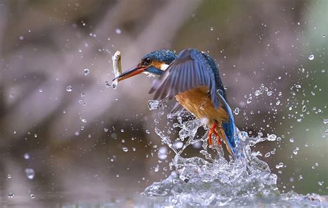 Kingfisher Bird Fishing Water Splashes Hd Wallpaper Pxfuel