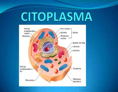 ¿qué Es El Citoplasma