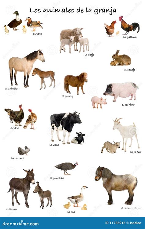 Collage Of Farm Animals Royalty Free Stock Image