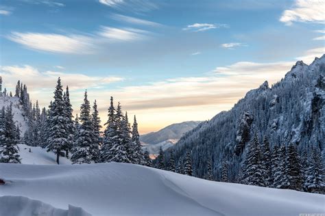 Winter Forest Trees Hills Snow Wallpapers Hd Desktop