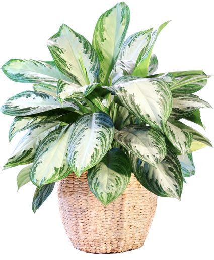 Large Chinese Evergreen House Plant All House Plants Flower Shop