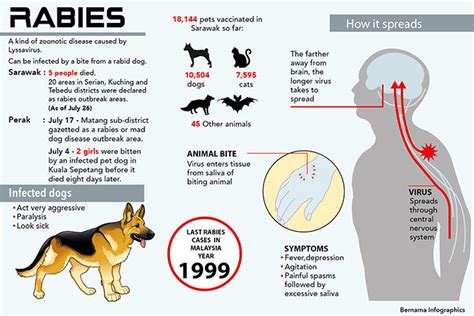 Common rabies symptoms in dogs. Seven-year-old boy confirmed as sixth rabies victim ...