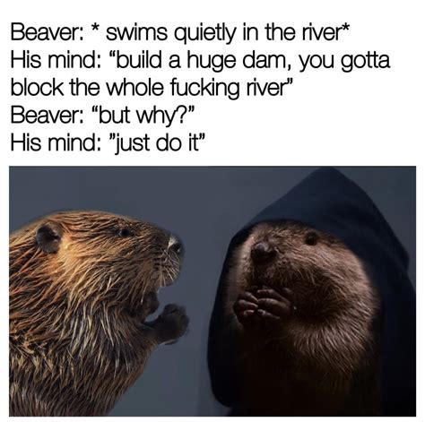 Wtf Beaver Memes