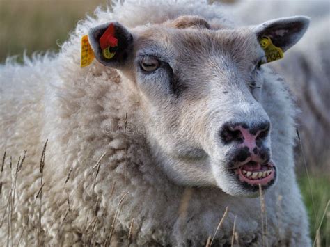 Chewing Sheep Stock Photo Image Of Eating Lamb Animal 9093032