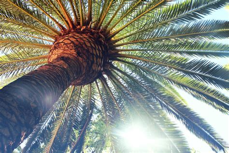Wallpaper Sunlight Branch Palm Trees Tree Leaf Produce Botany
