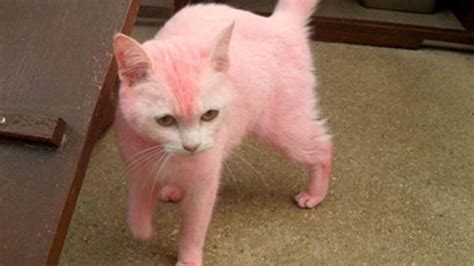 The Pink Prankster Cat Covered In Dye Uk News Sky News