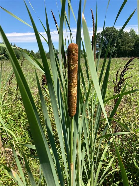 10 Young Healthy Cattail Plant Rooted Live Plants Pond Etsy