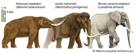 Mastodon Vs Mammoth Animais Extintos Animais Pré Históricos E Animais