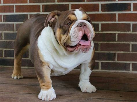 But unfortunately, this cute face and body comes a host of health problems. Liver (red) tricolor English Bulldog | My personal board ...