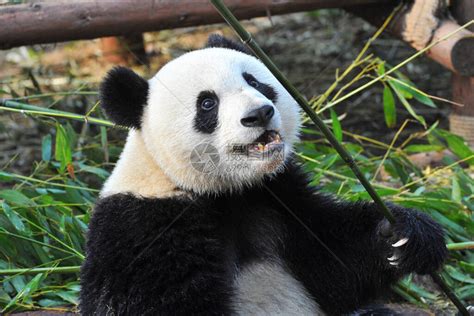 可爱的大熊猫吃竹子高清图片下载 正版图片506499477 摄图网