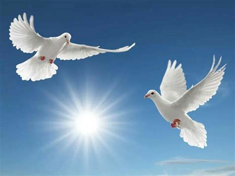 Two Doves Белые голуби Природа Кладбищенское искусство