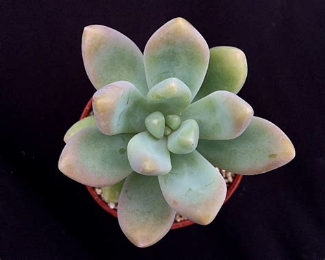 1500 x 1120 jpeg 164 кб. x Sedeveria 'Giant Blue' | Surreal Succulents