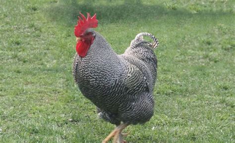 Top 11 Types Of Roosters For Your Flock With Pictures