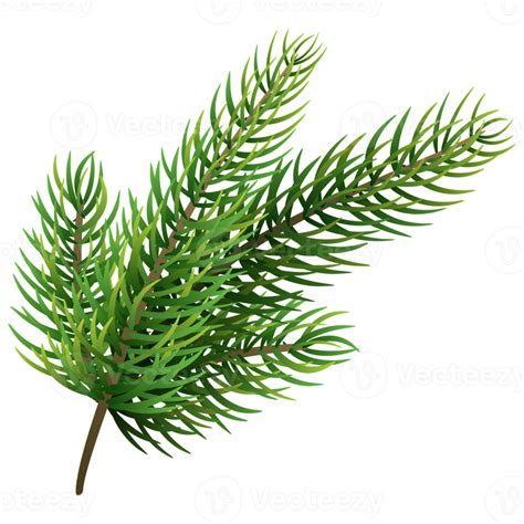 Fir Tree Branch Christmas Pine Tree 12995588 Png