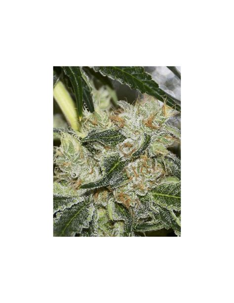 Buy Gorilla Candy From Eva Seeds Oaseeds