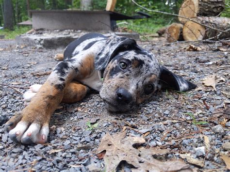 Catahoula Leopard Dogs Are In Part Bred From The Wild Dogs Kept By The