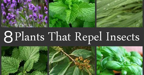 Repel Mosquitoes Naturally With These 8 Plants