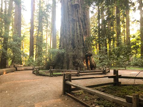 Henry Cowell Redwoods State Park Roadside Secrets