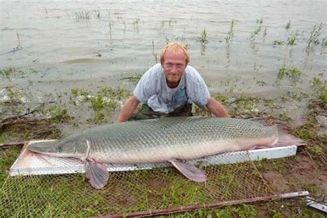 It is unique in appearance and falls into the category of a ray finned species. Massive 254-Pound Alligator Gar is Oklahoma's Largest Catch Ever - Game & Fish