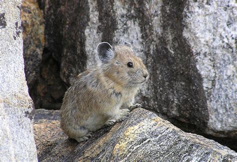 Climate Change Threatens American Pika In Nevada West Las Vegas
