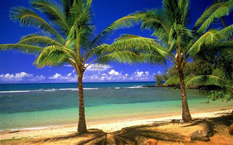 Free Download 1680x1050 Palms On The Beach Desktop Pc And Mac Wallpaper