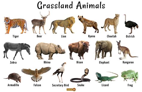 Grassland Animals List Facts Adaptations Pictures