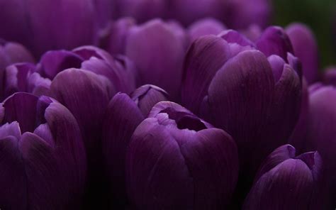 Purple Tulips Hd Desktop Wallpapers
