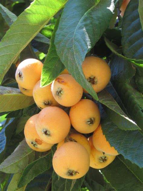 How To Grow Loquat Growing Loquat Tree From Seed