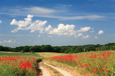 Country Poppy Meadows Stock Image Image Of Meadow Land 22804973