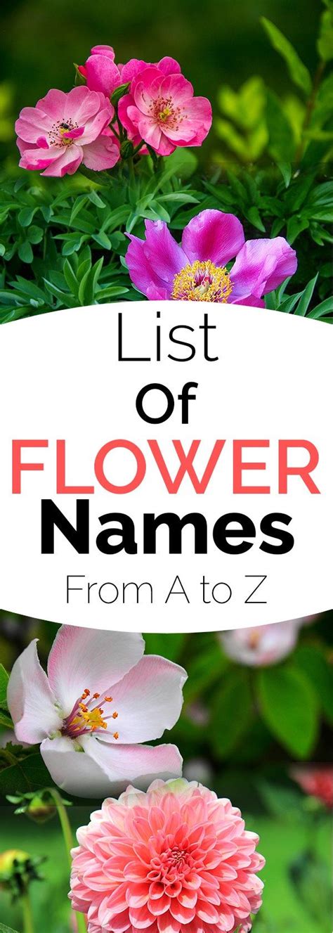 List Of Flower Names From A To Z Gardening Channel Flowers Name