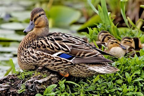 What Do Mallard Ducks Eat What To Feed Mallard Ducks