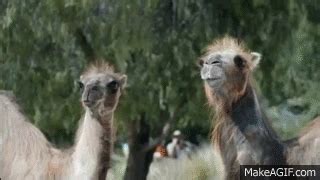 GEICO Camel Hump Day Commercial On Make A GIF