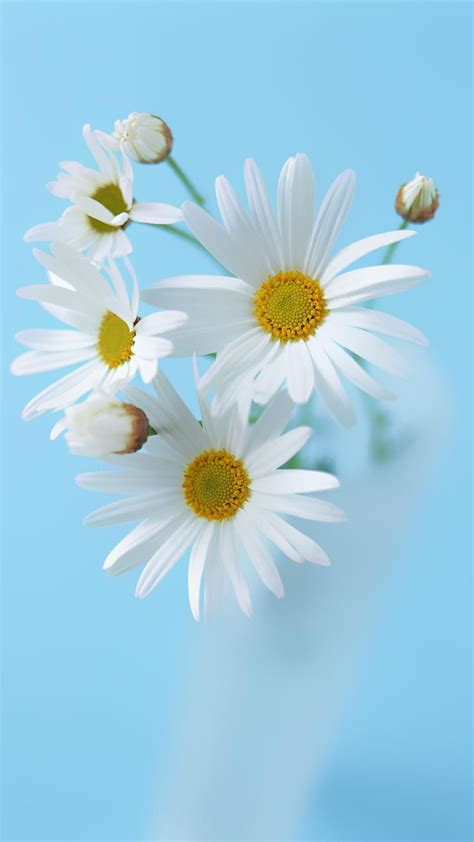 Daisy Phone Wallpapers Top Free Daisy Phone Backgrounds Wallpaperaccess