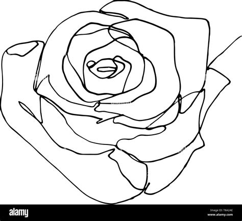 Blüte Rose Zeichnen Einfach Kako Nacrtati Ruzu Flower Drawing