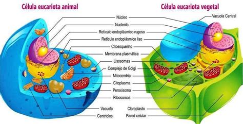 Educar Chile Comparacion Entre Una Celula Vegetal Y Una Celula Animal