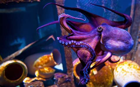 Octopuses Making Gardens True Interesting Facts