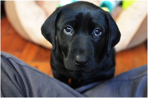 After all, cute puppies make everything better! sad puppy eyes - Sweet Miles