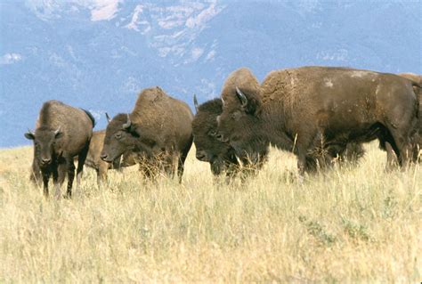 Bison Size Population Diet And Facts Britannica
