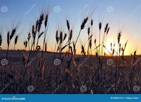 Juicy Wheat Field In Bright Sunlight Stock Image Image Of Cereal