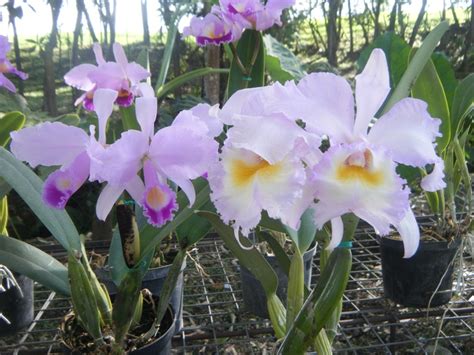 My Picture Colombian Orchids Beautiful Orchids Orchids Flowers