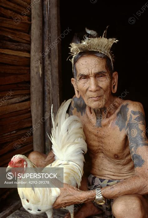 Old Iban Dayak Chief With His Fighting Cock Sarawak Malaysia SuperStock