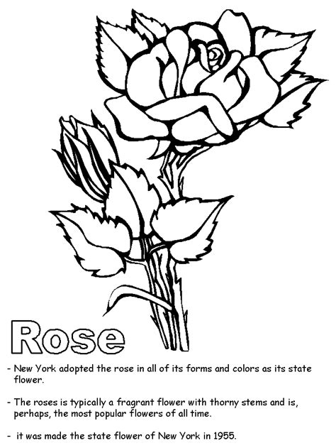 5th grade map worksheets, kentucky state symbols coloring pages and blank printable united states maps are some main things we want to show you based on the gallery title. Rose coloring page