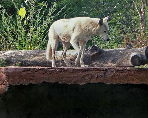 Waziyata The Female Gray Wolf In The Detroit Zoo Maia C Flickr