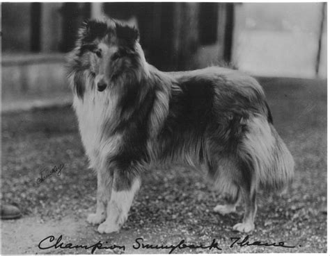 An Old Black And White Photo Of A Shetland Sheep Dog Standing In The