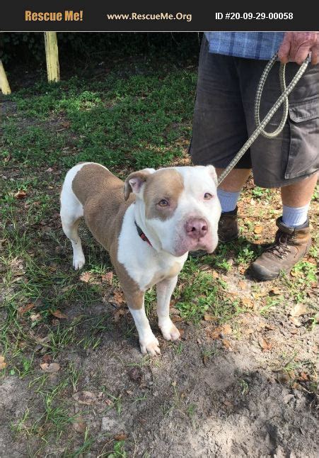 The american bulldog is an athletic, determined, loyal, and highly devoted breed. ADOPT 20092900058 ~ American Bulldog Rescue ~ Floral City, FL