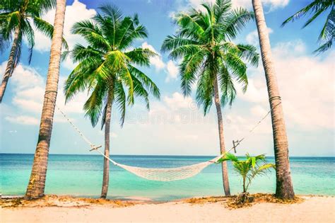 Beautiful Beach Hammock Between Two Palm Trees On The Beach Stock