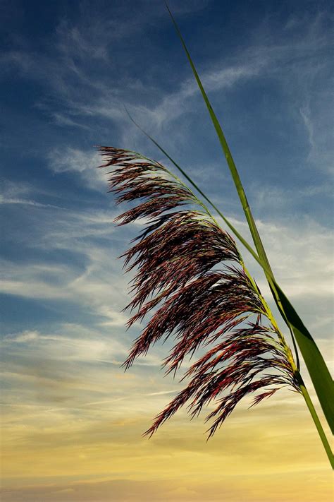 Reed Nature Sky Free Photo On Pixabay Pixabay