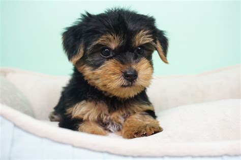 Yorkshire Terrier Puppies For Sale Orange County Ca 285056