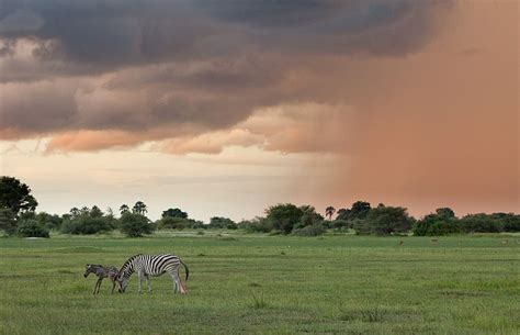 Botswana Wet Season Photos Award Winning Images And Pictures