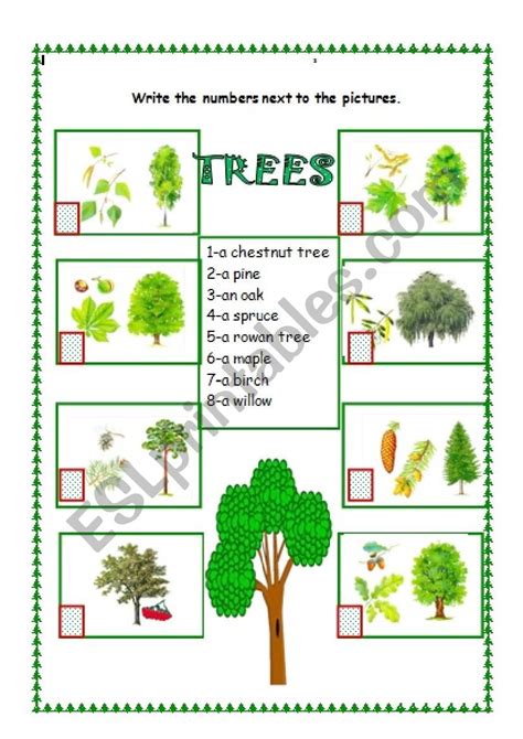 Tree Worksheet For Kindergarten